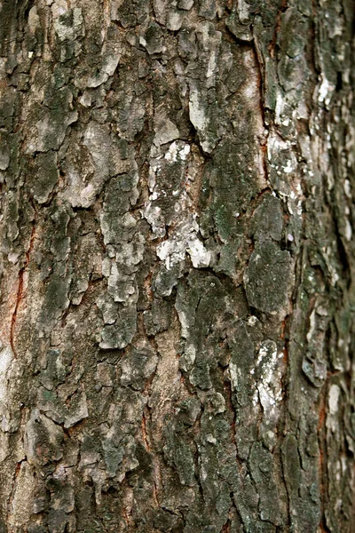 Écorce Bois Dans Jardin Gros Plan Texture — Photo