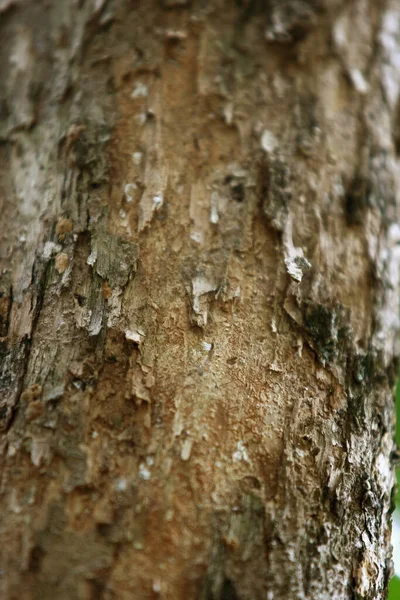 Holzrinde Garten Nahaufnahme Textur — Stockfoto