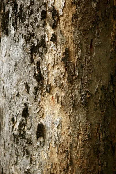 Дерев Яна Корова Саду Закрийте Текстуру — стокове фото