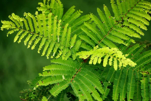 Lämnar Tropiska Skogsträd Textur Bakgrund Tapeter — Stockfoto