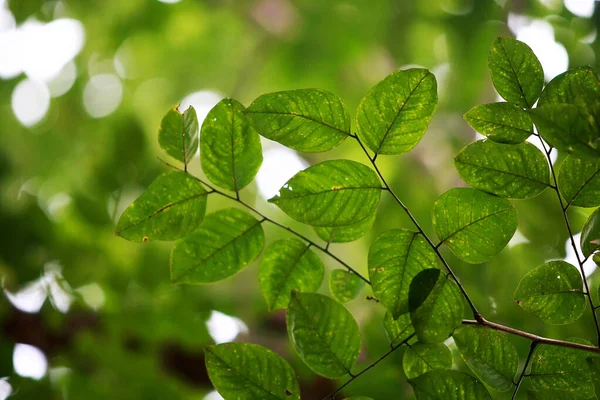 Listy Tropické Lesní Stromy Textura Pozadí Tapety — Stock fotografie