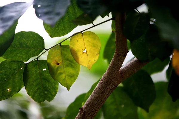 Folhas Floresta Tropical Árvores Textura Fundo Papel Parede — Fotografia de Stock