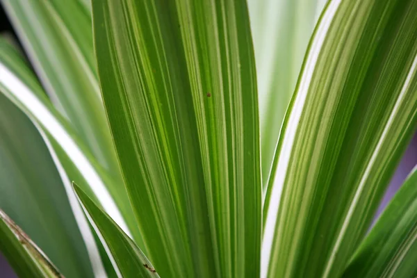 Blätter Tropischen Wald Bäume Textur Hintergrund Tapete — Stockfoto