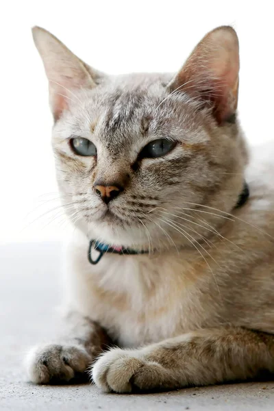 Kočičí Tvář Portrét Zblízka Krásná Šedá Přírodě — Stock fotografie