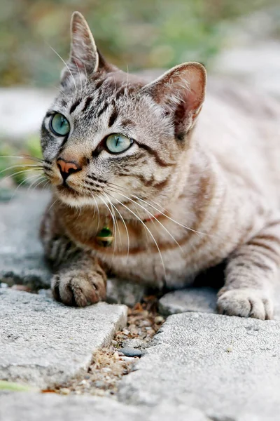 바깥에 아름다운 잿빛의 고양이 — 스톡 사진