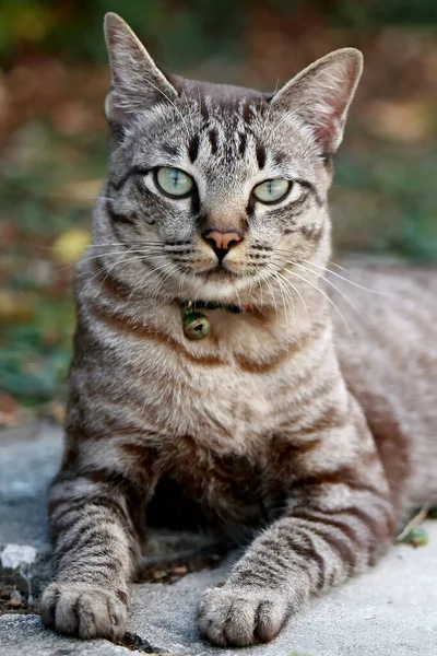 Retrato Cara Gato Cerca Precioso Gris Aire Libre —  Fotos de Stock