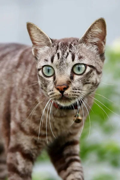 Kattengezicht Portret Close Heerlijk Grijs Bij Outdoor — Stockfoto