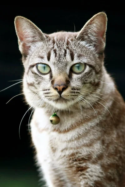 猫脸肖像靠拢 户外灰蒙蒙的 — 图库照片