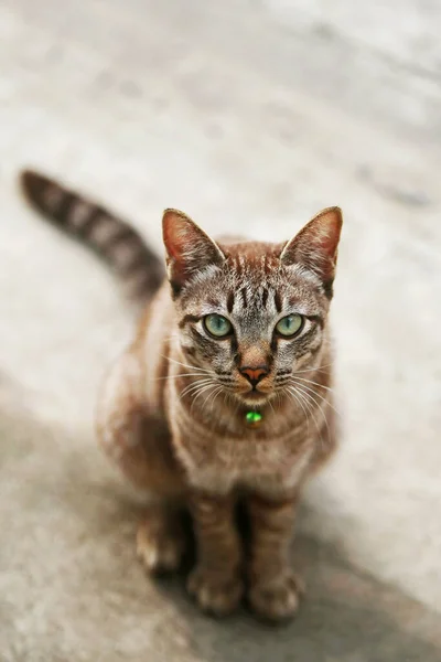 Gato Cinza Lindo Sentado Livre — Fotografia de Stock