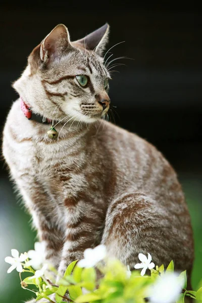 Gato Cinza Lindo Sentado Livre — Fotografia de Stock