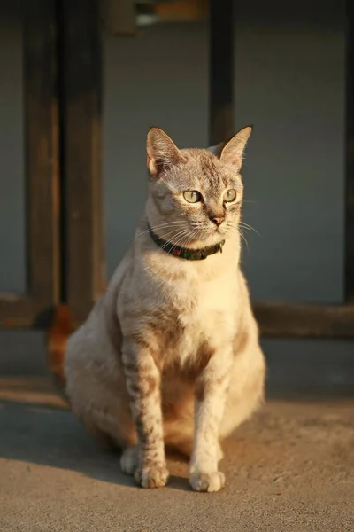 Gato Cinza Lindo Sentado Livre — Fotografia de Stock