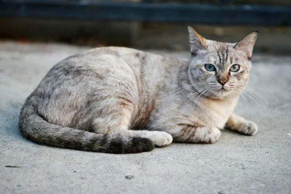 可爱的灰猫坐在室外 — 图库照片
