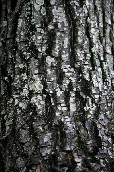 Drewniana Kora Ogrodzie Zbliżenie Tekstury — Zdjęcie stockowe