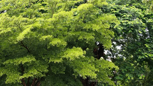 Листя Тропічні Лісові Дерева Текстура Фонові Шпалери — стокове фото