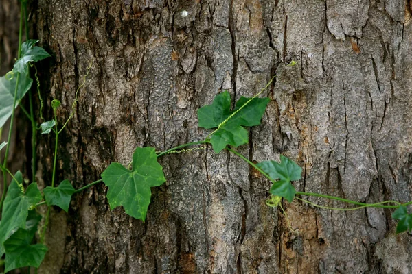 Hojas Árboles Forestales Tropicales Textura Fondo Papel Pintado — Foto de Stock