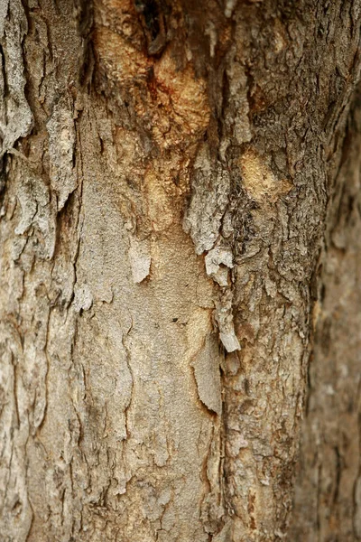 Corteccia Legno Giardino Close Texture — Foto Stock