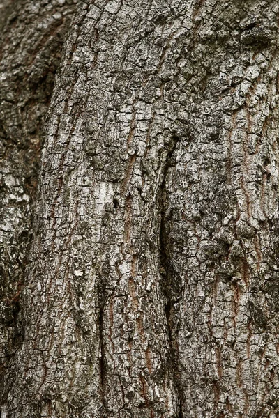 Corteccia Legno Giardino Close Texture — Foto Stock