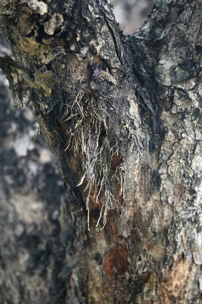 Holzrinde Garten Nahaufnahme Textur — Stockfoto