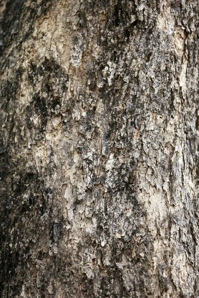 Деревянная Кора Саду Закрыть Текстуру — стоковое фото