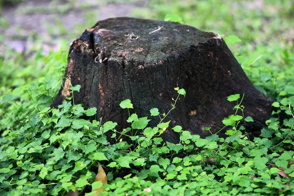 Hojas Árboles Forestales Tropicales Textura Fondo Papel Pintado — Foto de Stock