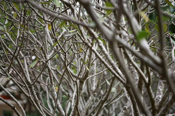 Geriye Tropikal Orman Ağaçları Arkaplan Duvar Kağıdı — Stok fotoğraf