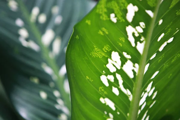 Hojas Árboles Forestales Tropicales Textura Fondo Papel Pintado —  Fotos de Stock