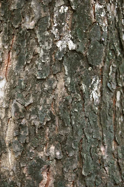 Bahçedeki Ahşap Kabuk Dokuyu Kapat — Stok fotoğraf