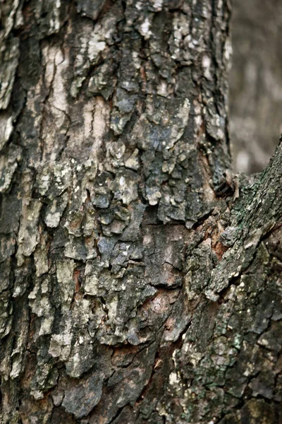 Деревянная Кора Саду Закрыть Текстуру — стоковое фото