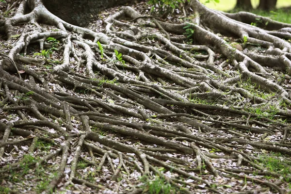 Wooden Bark Garden Close Texture — Stock Photo, Image