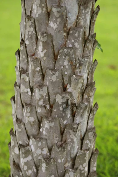 Wooden Bark Garden Close Texture — Stock Photo, Image