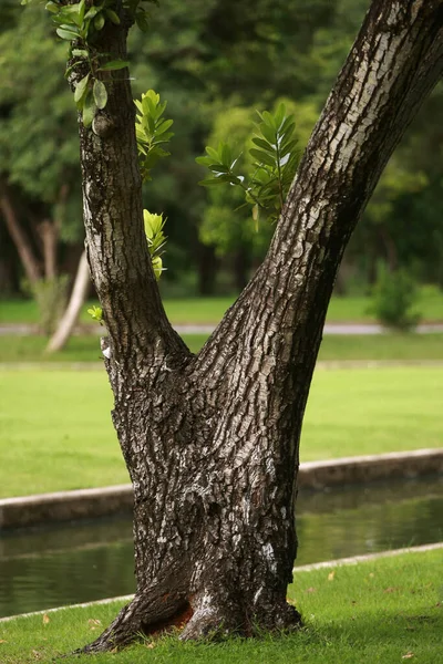 Écorce Bois Dans Jardin Gros Plan Texture — Photo