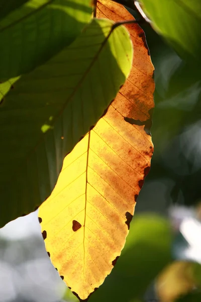 Листя Тропічні Лісові Дерева Текстура Фонові Шпалери — стокове фото