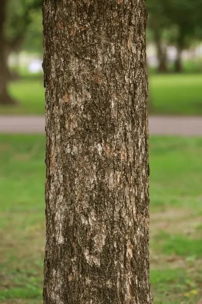 Träbark Trädgården Närbild Textur — Stockfoto