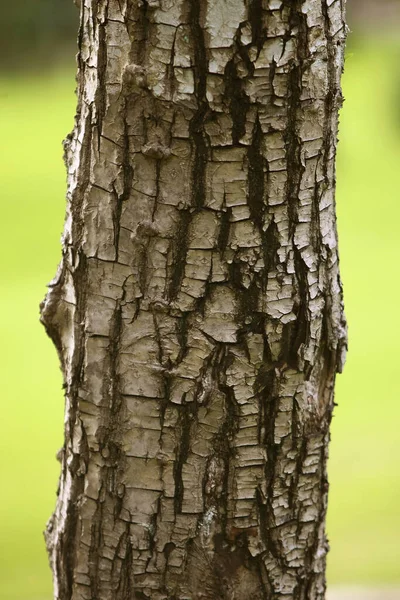 Wooden Bark Garden Close Texture — Stock Photo, Image