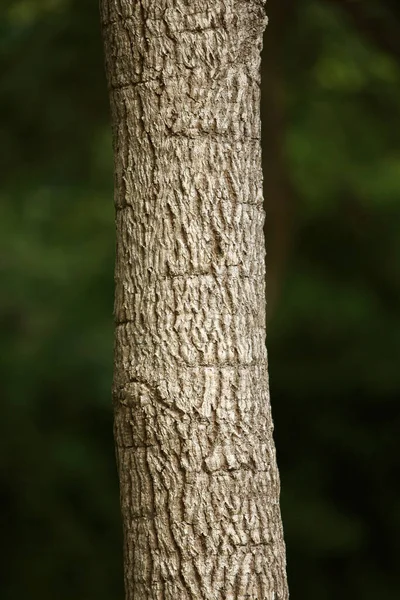 Wooden Bark Garden Close Texture — Stock Photo, Image