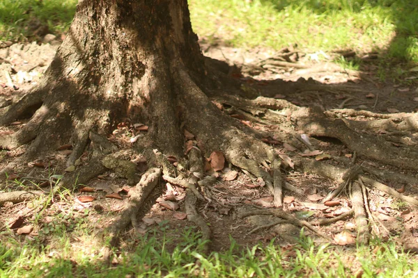 Δέντρο Ρίζες Ξύλινος Φλοιός Στον Κήπο Close Υφή — Φωτογραφία Αρχείου