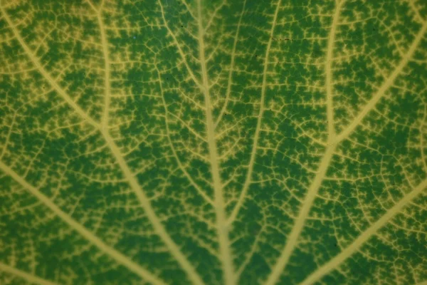 葉熱帯林の木の質感 Alliphonewallpapers Net — ストック写真