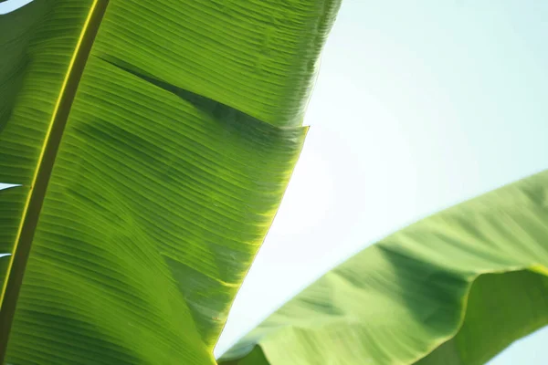 Banana Deixa Floresta Tropical Árvores Textura Fundo Papel Parede — Fotografia de Stock