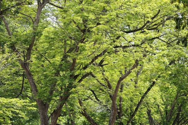 Lämnar Tropiska Skogsträd Textur Bakgrund Tapeter — Stockfoto