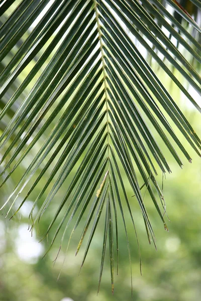 Blätter Tropischen Wald Bäume Textur Hintergrund Tapete — Stockfoto