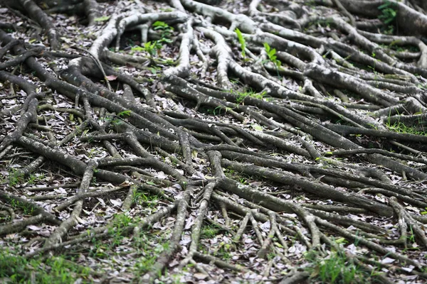 Holzrinde Garten Nahaufnahme Textur — Stockfoto