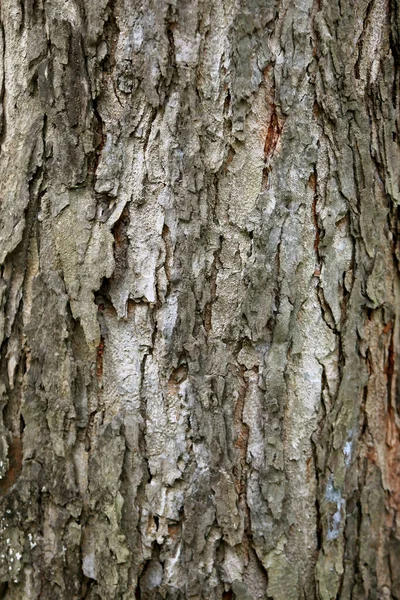 Écorce Bois Dans Jardin Gros Plan Texture — Photo