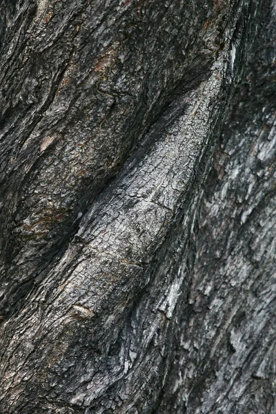 Corteccia Legno Giardino Close Texture — Foto Stock