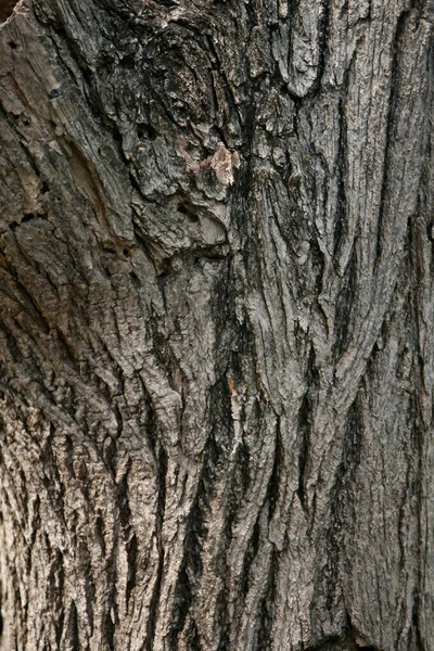 Écorce Bois Dans Jardin Gros Plan Texture — Photo