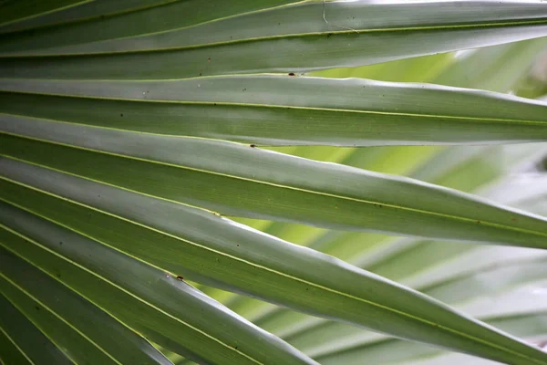 Folhas Floresta Tropical Árvores Textura Fundo Papel Parede — Fotografia de Stock