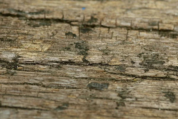 Bahçedeki Ahşap Kabuk Dokuyu Kapat — Stok fotoğraf