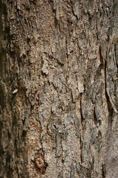 Écorce Bois Dans Jardin Gros Plan Texture — Photo