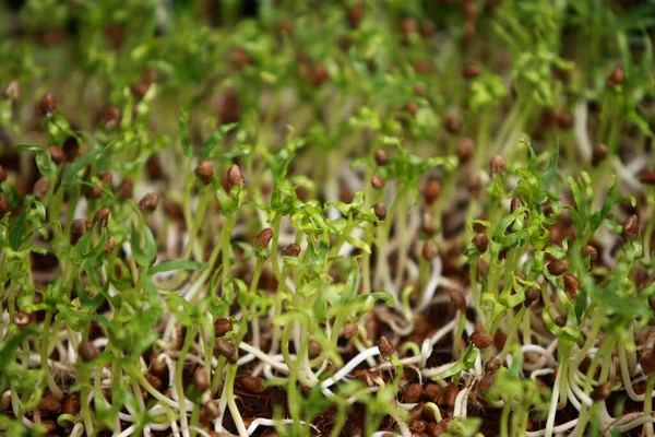 農場に朝の栄光の苗を植える — ストック写真