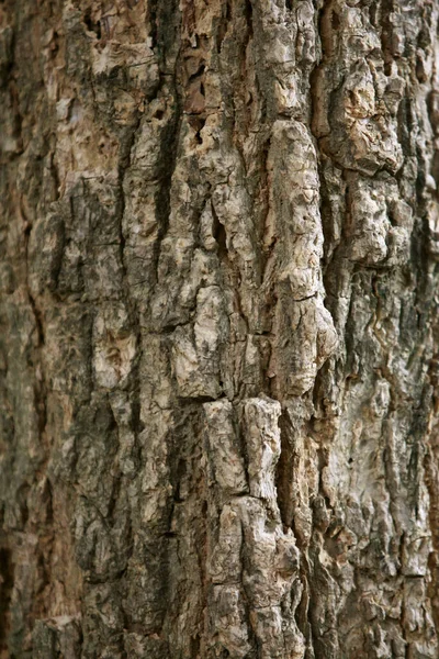 Wooden Bark Garden Close Texture — Stock Photo, Image