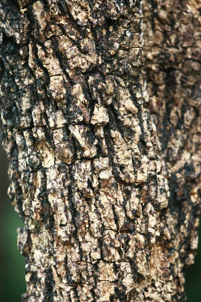 Houten Schors Tuin Close Textuur — Stockfoto